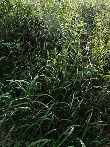 Glyceria maxima \ Wasser-Schwaden / Reed Manna Grass, Reed Sweet Grass, D Römerberg 30.8.2022