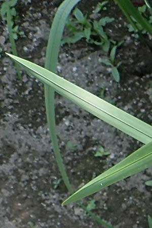 Glyceria maxima \ Wasser-Schwaden / Reed Manna Grass, Reed Sweet Grass, D Römerberg 30.8.2022