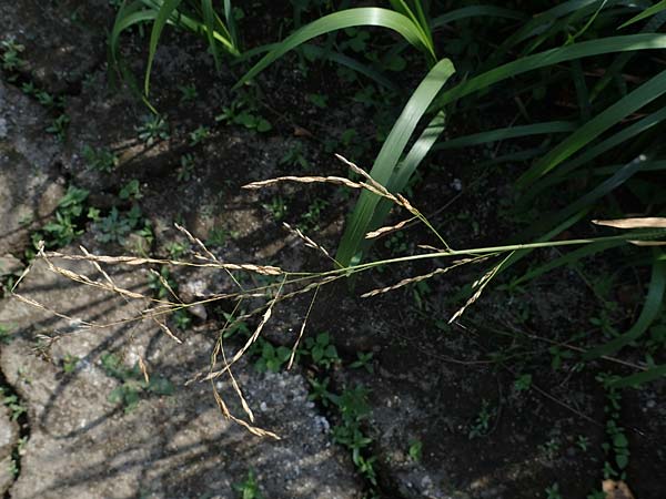 Glyceria maxima \ Wasser-Schwaden / Reed Manna Grass, Reed Sweet Grass, D Römerberg 30.8.2022