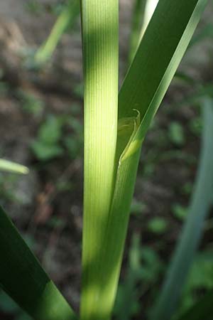 Glyceria maxima \ Wasser-Schwaden / Reed Manna Grass, Reed Sweet Grass, D Römerberg 30.8.2022