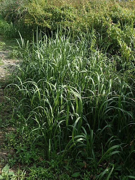Glyceria maxima \ Wasser-Schwaden / Reed Manna Grass, Reed Sweet Grass, D Römerberg 30.8.2022