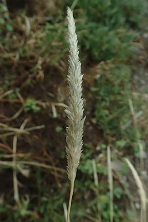 Melica ciliata agg. \ Wimper-Perlgras / Ciliated Melick, D Rüdesheim 28.7.2023
