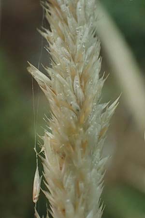 Melica ciliata agg. \ Wimper-Perlgras / Ciliated Melick, D Rüdesheim 28.7.2023