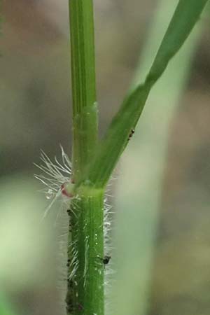 Anthoxanthum odoratum \ Gewhnliches Ruch-Gras / Sweet Vernal Grass, D Zwingenberg an der Bergstraße 4.5.2025