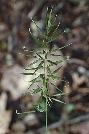 Anthoxanthum odoratum \ Gewhnliches Ruch-Gras / Sweet Vernal Grass, D Zwingenberg an der Bergstraße 4.5.2025