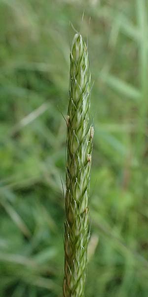 Alopecurus myosuroides \ Acker-Fuchsschwanz / Black-Grass, D Neuleiningen 14.5.2026