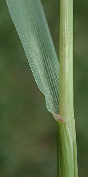 Alopecurus myosuroides \ Acker-Fuchsschwanz / Black-Grass, D Neuleiningen 14.5.2026