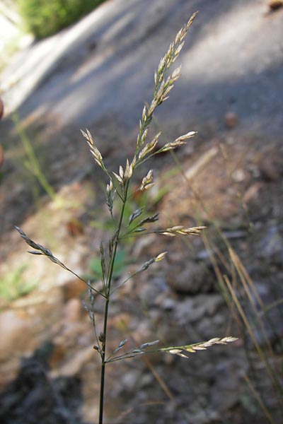 Poa trivialis \ Gewhnliches Rispengras / Rough Blue Grass, D Eberbach 23.7.2012