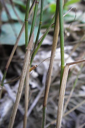 Poa trivialis \ Gewhnliches Rispengras / Rough Blue Grass, D Eberbach 23.7.2012