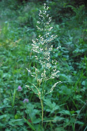 Poa trivialis \ Gewhnliches Rispengras / Rough Blue Grass, D Eberbach 23.7.2012