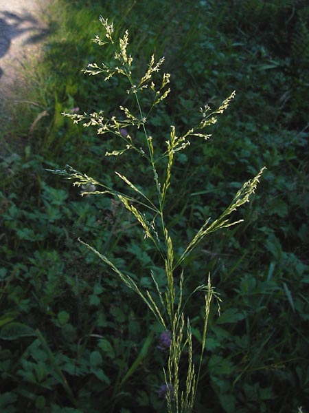 Poa trivialis \ Gewhnliches Rispengras / Rough Blue Grass, D Eberbach 23.7.2012