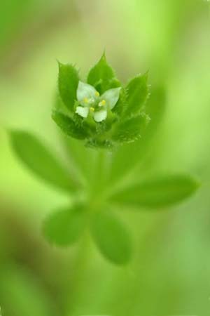 Galium spurium \ Kleinfrchtiges Kletten-Labkraut / False Cleavers, D Tiefenbronn 26.6.2016