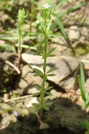 Galium spurium \ Kleinfrchtiges Kletten-Labkraut / False Cleavers, D Tiefenbronn 26.6.2016