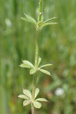 Galium spurium \ Kleinfrchtiges Kletten-Labkraut / False Cleavers, D Tiefenbronn 26.6.2016