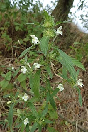 Galeopsis segetum \ Saat-Hohlzahn / Downy Hemp-Nettle, D Olpe 2.9.2026