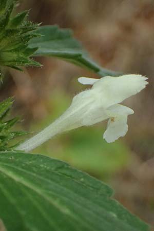 Galeopsis segetum \ Saat-Hohlzahn / Downy Hemp-Nettle, D Olpe 2.9.2026