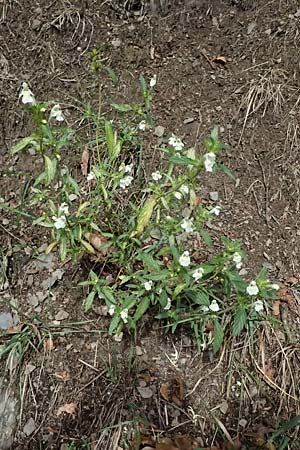 Galeopsis segetum \ Saat-Hohlzahn / Downy Hemp-Nettle, D Olpe 2.9.2026