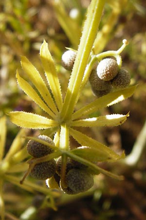Galium tricornutum \ Dreihrniges Labkraut / Corn Cleavers, Roughfruit Corn Bedstraw, D Mühlacker-Großglattbach 6.7.2015