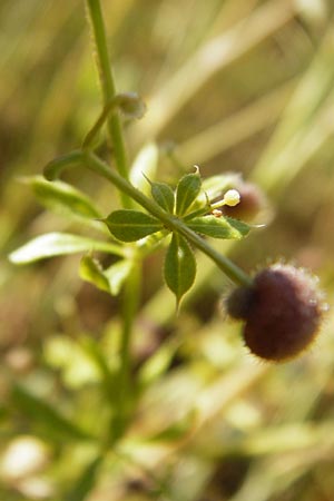 Galium tricornutum \ Dreihrniges Labkraut / Corn Cleavers, Roughfruit Corn Bedstraw, D Mühlacker-Großglattbach 6.7.2015