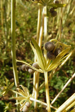 Galium tricornutum \ Dreihrniges Labkraut / Corn Cleavers, Roughfruit Corn Bedstraw, D Mühlacker-Großglattbach 6.7.2015