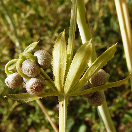 Galium tricornutum \ Dreihrniges Labkraut / Corn Cleavers, Roughfruit Corn Bedstraw, D Mühlacker-Großglattbach 6.7.2015