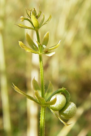 Galium tricornutum \ Dreihrniges Labkraut / Corn Cleavers, Roughfruit Corn Bedstraw, D Mühlacker-Großglattbach 6.7.2015