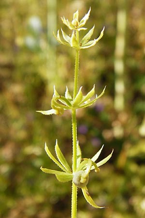 Galium tricornutum \ Dreihrniges Labkraut / Corn Cleavers, Roughfruit Corn Bedstraw, D Mühlacker-Großglattbach 6.7.2015