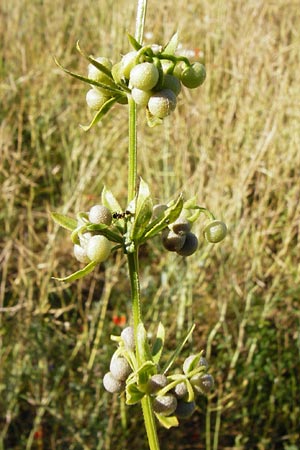 Galium tricornutum \ Dreihrniges Labkraut / Corn Cleavers, Roughfruit Corn Bedstraw, D Mühlacker-Großglattbach 6.7.2015