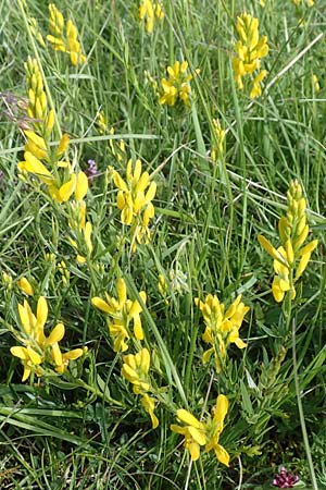 Genista tinctoria \ Frber-Ginster / Dyer's Greenweed, D Neuleiningen 15.6.2016