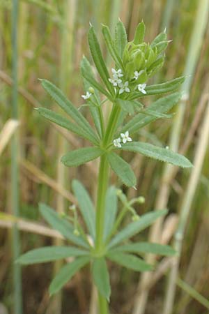 Galium tricornutum \ Dreihrniges Labkraut / Corn Cleavers, Roughfruit Corn Bedstraw, D Mühlacker-Großglattbach 26.6.2016