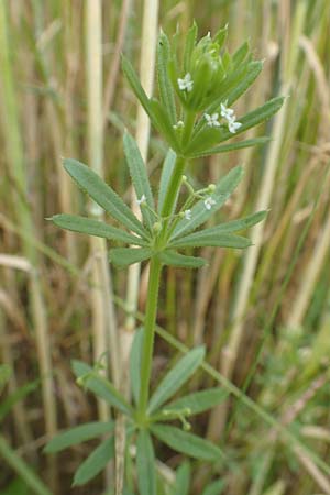 Galium tricornutum \ Dreihrniges Labkraut / Corn Cleavers, Roughfruit Corn Bedstraw, D Mühlacker-Großglattbach 26.6.2016