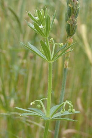 Galium tricornutum \ Dreihrniges Labkraut / Corn Cleavers, Roughfruit Corn Bedstraw, D Mühlacker-Großglattbach 26.6.2016