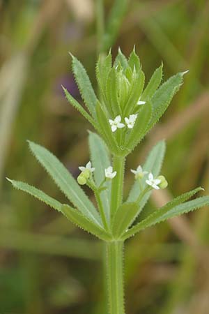 Galium tricornutum \ Dreihrniges Labkraut / Corn Cleavers, Roughfruit Corn Bedstraw, D Mühlacker-Großglattbach 26.6.2016