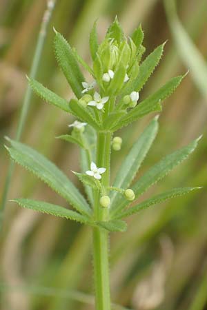 Galium tricornutum \ Dreihrniges Labkraut / Corn Cleavers, Roughfruit Corn Bedstraw, D Mühlacker-Großglattbach 26.6.2016