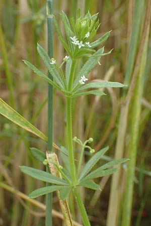 Galium tricornutum \ Dreihrniges Labkraut / Corn Cleavers, Roughfruit Corn Bedstraw, D Mühlacker-Großglattbach 26.6.2016