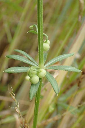 Galium tricornutum \ Dreihrniges Labkraut / Corn Cleavers, Roughfruit Corn Bedstraw, D Mühlacker-Großglattbach 26.6.2016