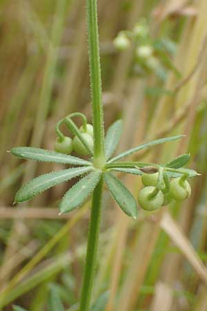 Galium tricornutum \ Dreihrniges Labkraut / Corn Cleavers, Roughfruit Corn Bedstraw, D Mühlacker-Großglattbach 26.6.2016