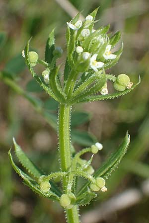 Galium tricornutum \ Dreihrniges Labkraut / Corn Cleavers, Roughfruit Corn Bedstraw, D Grünstadt-Asselheim 16.6.2021