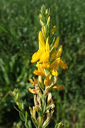 Genista tinctoria \ Frber-Ginster / Dyer's Greenweed, D Schifferstadt 12.8.2022