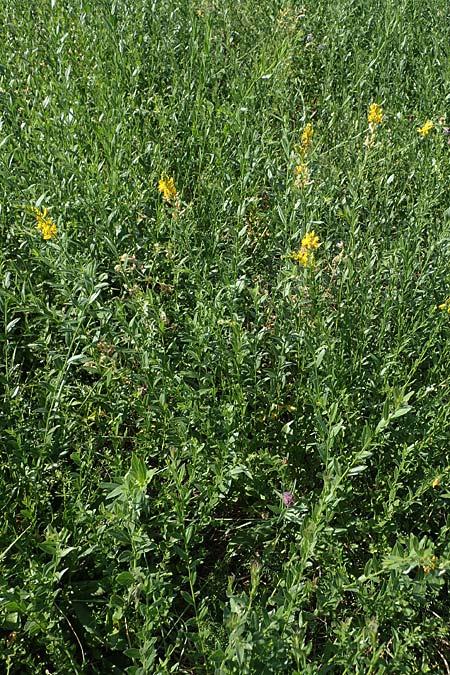 Genista tinctoria \ Frber-Ginster / Dyer's Greenweed, D Schifferstadt 12.8.2022