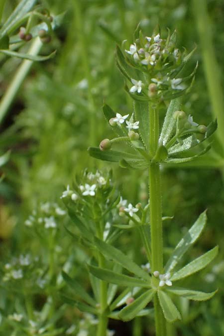 Galium tricornutum \ Dreihrniges Labkraut / Corn Cleavers, Roughfruit Corn Bedstraw, D Botan. Gar.  Universit.  Ulm 26.5.2025