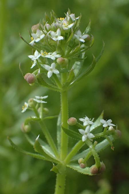 Galium tricornutum \ Dreihrniges Labkraut / Corn Cleavers, Roughfruit Corn Bedstraw, D Botan. Gar.  Universit.  Ulm 26.5.2025