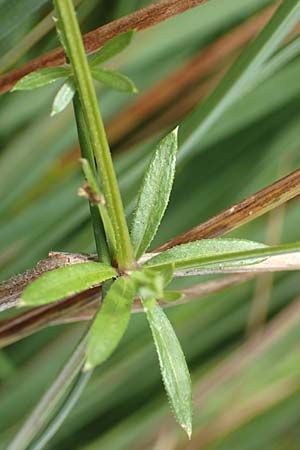 Galium uliginosum \ Moor-Labkraut / Fen Bedstraw, D Kleinwallstadt am Main 16.7.2016