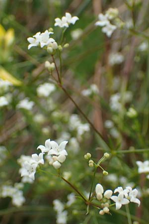 Galium uliginosum \ Moor-Labkraut / Fen Bedstraw, D Kleinwallstadt am Main 16.7.2016
