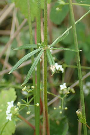 Galium uliginosum \ Moor-Labkraut / Fen Bedstraw, D Kleinwallstadt am Main 16.7.2016