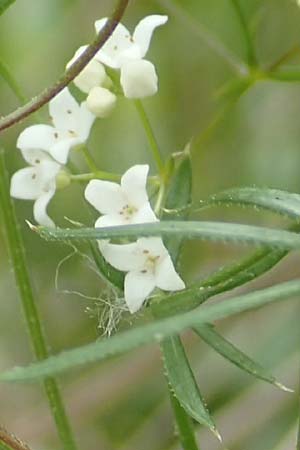 Galium uliginosum \ Moor-Labkraut / Fen Bedstraw, D Kleinwallstadt am Main 16.7.2016