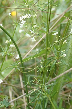 Galium uliginosum \ Moor-Labkraut / Fen Bedstraw, D Kleinwallstadt am Main 16.7.2016