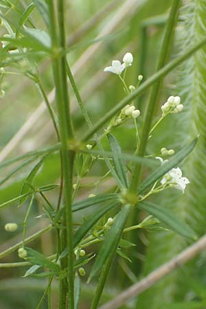Galium uliginosum \ Moor-Labkraut / Fen Bedstraw, D Kleinwallstadt am Main 16.7.2016