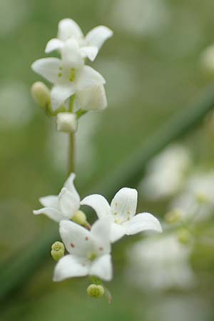 Galium uliginosum \ Moor-Labkraut / Fen Bedstraw, D Kleinwallstadt am Main 16.7.2016