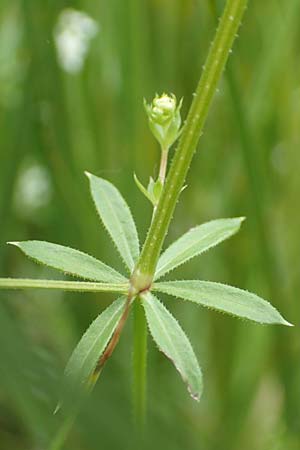 Galium uliginosum \ Moor-Labkraut / Fen Bedstraw, D Kleinwallstadt am Main 16.7.2016